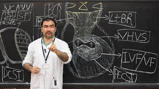 Development of Interventricular septum 3 [upl. by Sivra]