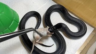 AODA  Mexican Black Kingsnake  feeding 🎬 120924 [upl. by Merlina293]