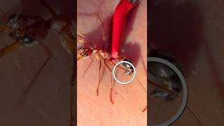 Bulldog Ant Sting Part 2 [upl. by Coray]