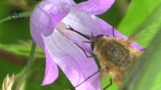 GRAND Bombyle  Bombylius major  Ma Trompe  BRUITX [upl. by Zurciram]