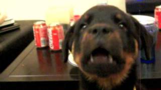 Talking rottweiler puppy [upl. by Cheatham]