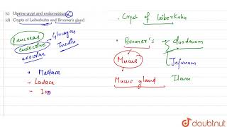 Succus entericus is secreted by  11  DIGESTION AND ADSORPTION  BIOLOGY  ERRORLESS  Doubtn [upl. by Sessilu]