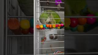 Peek A Boo And Bacon Pancakes cute birds pets parrot funny [upl. by Nohcim529]