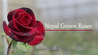 Nepal Grown Roses [upl. by Aderfla]