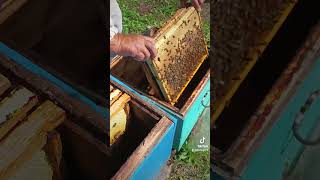 Вот такой quotОтводокquotстал по силе 🐝🐝🐝🐝🐝 shorst [upl. by Jon23]