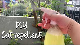 Homemade Stray Cat repellent  HOME REMEDY  wanderm0mma [upl. by Charil990]