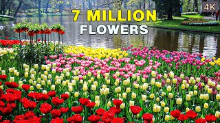 The Worlds Biggest Flower Garden  4K Walk in Keukenhof Netherlands 🇳🇱 [upl. by Kendyl]