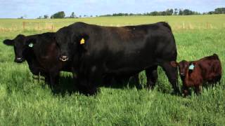 Simmental offers a complete package to the beef industry [upl. by Horatius]