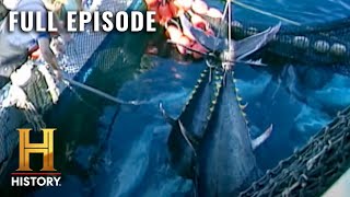 Modern Marvels Catching MASSIVE Fish S10 E65  Full Episode [upl. by Sessler]