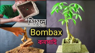 শিমুল বনসাই করবেন কিভাবে Bombax bonsai [upl. by Eseyt]