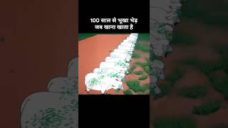 100 साल से भूखा भेड़ जब खाना खाता है 😂। Funny cartoon funny explanation memes [upl. by Say676]