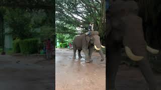 Meet the King of Topslip Kozhikkamuthy Elephant camp Kaleem Majestic tuskerMani Mahout [upl. by Skeie]