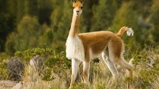 Cute Peruvian Vicunas [upl. by Anilram]