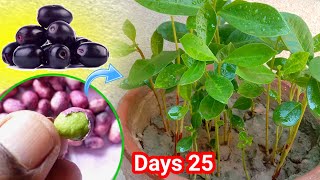 🟣How To Grow Jamun From Seeds ➤ At home  Fast Growing Method 100 Result🫐 [upl. by Trisa]