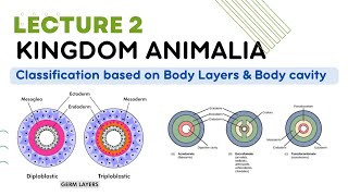 kingdom animalia classification Diploblastic and triploblastic and body cavity coelomate animals [upl. by Meluhs]