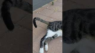 Кот слушает песни птиц скворцов Майна 😻 Cat listens to singing of starlings Myna birds 🐦 Nature Song [upl. by Jenny925]