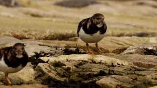 Ruddy Turnstones Arenaria interpres  2 [upl. by Aurlie971]