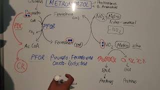 Mecanismo de Accion del Metronidazol mauroentropico [upl. by Jahdol]