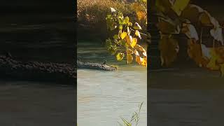 L elegante cormorano in un magico autunno sul Tevere [upl. by Beghtol197]