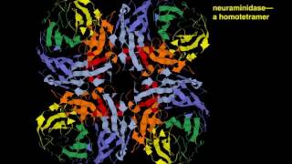 04 5 Oligomeric Proteins [upl. by Culliton]