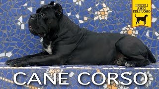 CANE CORSO ITALIANO trailer documentario Prima Edizione [upl. by Tecil748]