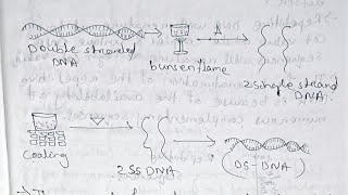 Molecular biology Nucleic acidsDNA Replication and Repair Paper 11unit 1 Semester 5 [upl. by Favata237]