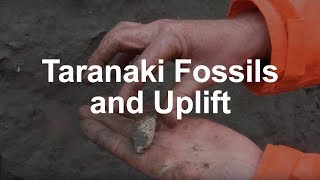 Fossils and Tectonic Uplift in Taranaki [upl. by Jory]