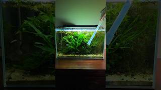 Thriving 4 Gallon Aquarium Ecosystem [upl. by Navek]