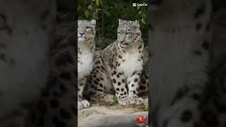 Discover The Snow Leopard The Highaltitude Wild Cat [upl. by Donni]