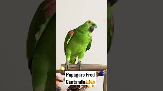 Papagaio Fred cantando sua música 🦜😍 shorts [upl. by Melisa]