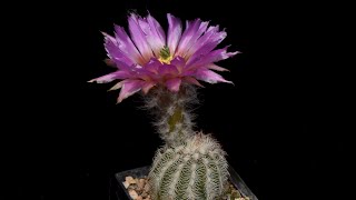 Echinocereus Online Shop MAO Catalog Numbers  Echinocereus reichenbachii and subspecies [upl. by Hong]