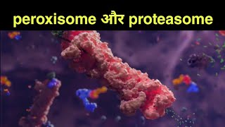 peroxisome और Proteasome क्या होता हैं [upl. by Salim]