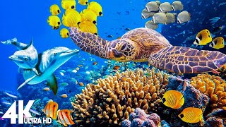 3 HOURS of 4K Underwater Wonders  Relaxing Music  Coral Reefs amp Colorful Sea Life in UHD [upl. by Lux]