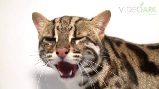 A federally endangered Asian leopard cat Prionailurus bengalensis bengalensis at ACCB [upl. by Ymled]