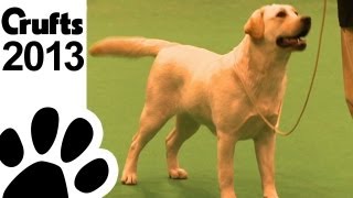 Retriever Labrador  Best Of Breed  Crufts 2013 [upl. by Nysila]