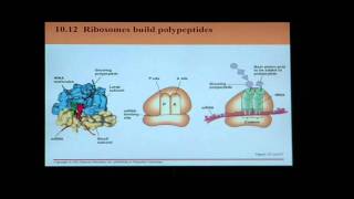 Biology Help BIO 123 Chapter 10 Part 1 Transcription and Translation [upl. by Michi537]