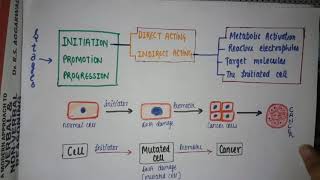 CHEMICAL CARCINOGENESIS  NEOPLASIA STAGES  DIRECT OR INDIRECT CARCINOGEN  oncogenesis [upl. by Hultgren]