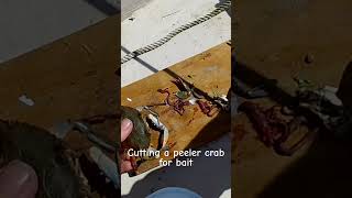 Cutting up a peeler crab for fishing peeler softcrab bluecrab crab crabbing fishing bluecrab [upl. by Reace]