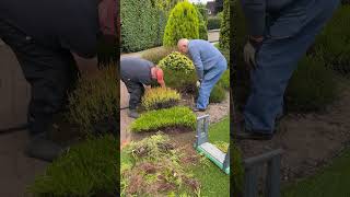 Trimming the heathers with dad gardening timelapse shorts satisfying [upl. by Cooperstein975]