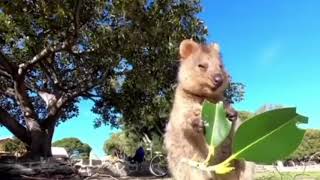 Quokka eating a leaf [upl. by Eniruam]