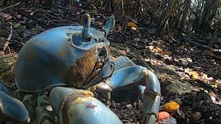 Angry Crab Attacts GoPro [upl. by Dode721]