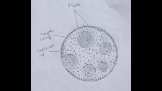 How to draw volvoxHow to draw easy volvox diagram step by step [upl. by Cacilia956]