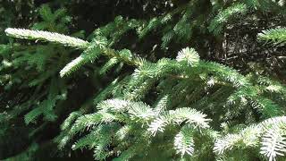 Comment distinguer Sapin et Epicéa  How to distinguish Fir and Spruce [upl. by Liebowitz]