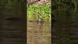 Giant Otter feeding on Piranha [upl. by Halfdan]