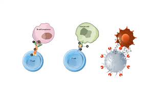 B CELLS and T CELLS EXPLAINED [upl. by Euqinomod130]