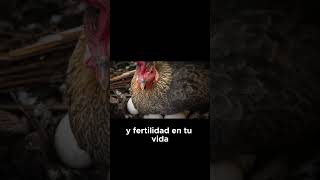 🐔que significa soñar con GALLINAS PONIENDO HUEVOS🐔 suenos sueno [upl. by Ocker182]