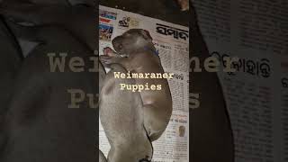 Weimaraner Puppies 9438018877 [upl. by Ahiel]