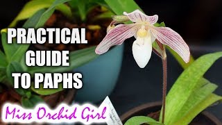 Practical guide to growing Paphiopedilum Orchids [upl. by Rosaleen]