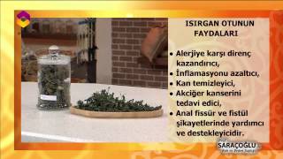 Tıbbi Bitkiler Isırganın Faydaları  DİYANET TV [upl. by Charlean]