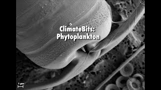 ClimateBits Phytoplankton [upl. by Eliason234]